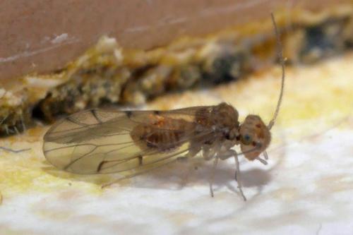 Réf. 275 979 : Ectopsocus briggsi